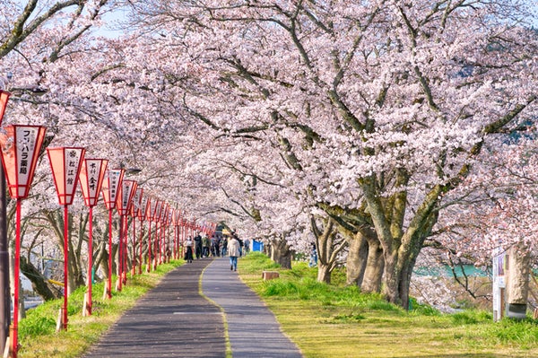 【鳥取・倉吉発】 JR木次線ローカル列車スイッチバック体験と斐伊川堤防の桜並木 日帰り2